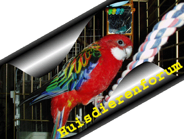 Huisdieren Forum Index